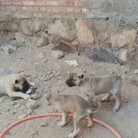 واگذاری توله ها