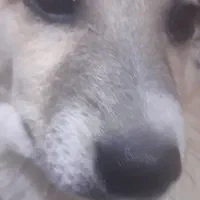 گمشده|حیوانات|محمدشهر, محمدشهر|دیوار