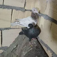 کبوترپرشی|پرنده|آشخانه, |دیوار