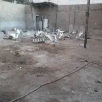 غار|حیوانات مزرعه|تهران, اتابک|دیوار