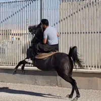 اسب دره شور