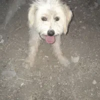 سگ زینتی خوشکل باهوش