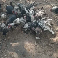 بوقلمون سرحال و چاق|حیوانات مزرعه|رامهرمز, |دیوار