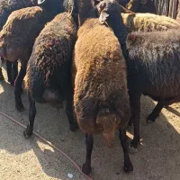 10راس گوسفند آبستن جوان سونو گرافیشده|حیوانات مزرعه|سیمین شهر, |دیوار