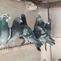 کبوتر مسافتی|پرنده|نوشین شهر, |دیوار