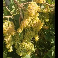 فروش انگور درجه یک یک با طعمی بینظیربدون سموم