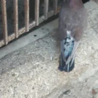 کفترپرشی حسابی|پرنده|یزدان شهر, |دیوار