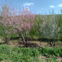 زمین کیلومتر ۲۵همدان به اسد اباد