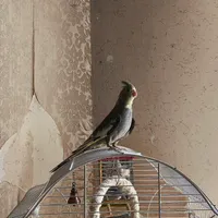 عروس هلندی آهویی جوجه گمشده