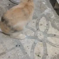 خرگوش  نرو ماده|موش و خرگوش|سنندج, |دیوار