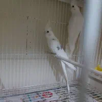 یک جفت عروس هلندی آلبینو مولد|پرنده|گرگان, |دیوار