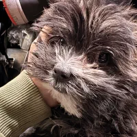 طوله ۳ ماهه شیتزو به علت مهاجرت فوری