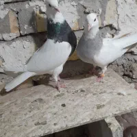 طوقی