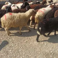 همه وزنه ارسال گوسفند در محل زنده وفول امکان|حیوانات مزرعه|تهران, توحید|دیوار