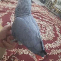 کاسکو دم قرمز نر اماده جفت گیری|پرنده|تبریز, |دیوار