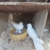 کبوتر گره