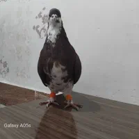 کبوترساده شیرازی زاغ کاکلی ودم زرد