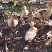 جوجه اردک اسراییلی ۵۰ روزه