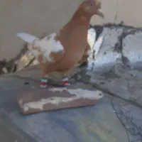 ماده افغانی زرد