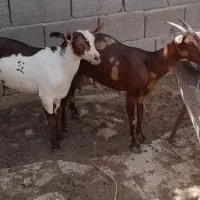 بزصلاله