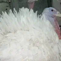 بوقلمون بیوتی پرواری