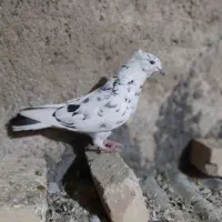 8 عدد کبوتر پرشی زیبا