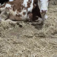 گوساله سیمینتال