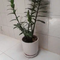 گل و گیاه