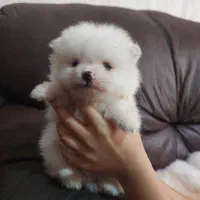 پامرانین پامر سایز جیبی رنگ روشن