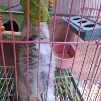 خرگوش باهوش|موش و خرگوش|بهبهان, |دیوار