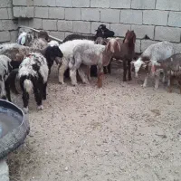 میش داشتی|حیوانات مزرعه|بندر ماهشهر, |دیوار