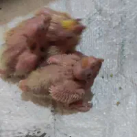 سه عدد جوجه دو هفته ای ویک جوجه دوماهه