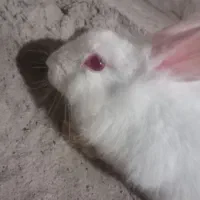 خرگوش سفید اهلی