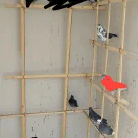 کفتر کبوتر پرشی