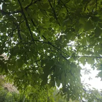 فروش زمین ۲۴۲ متری در شهرک علی ابن ابیطالب