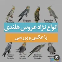 عروس هلندی پیدا شده