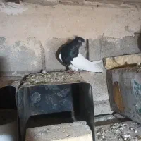 کبوتر|پرنده|فیروزآباد (لرستان), |دیوار