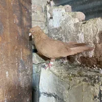 سرخ دم سفید و زرد کاکل