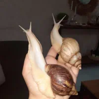 حلزون پرورشی