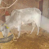 ماده گاو چاق گوساله ماده