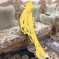 مبل در حد نو و سالم