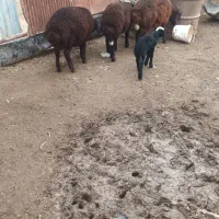 بره نر|حیوانات مزرعه|تاتار علیا, |دیوار