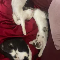 واگذاری بچه گربه