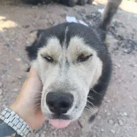 هاسکی جفت با توله|سگ|تهران, والفجر (افسریه)|دیوار