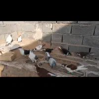 چپ و ساده افغانی
