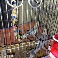 عروس هلندی‌سخنگو