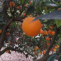 پرتقال تامسون رو درختی