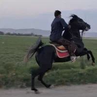 نریون فوق العاده سواری دار .کره سخناخ