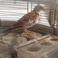 سهره خاکی مست مست