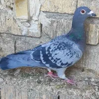 تبعیدی|پرنده|شیراز, ارم|دیوار